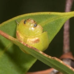 Paropsisterna hectica at Russell, ACT - 17 Jan 2024