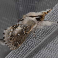 Porela delineata (Lined Porela) at Higgins, ACT - 19 Jan 2024 by AlisonMilton