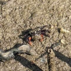 Heloecius cordiformis (Semaphore Crab) at Huskisson, NSW - 20 Jan 2024 by AniseStar
