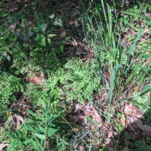 Adiantum aethiopicum at Huskisson, NSW - suppressed