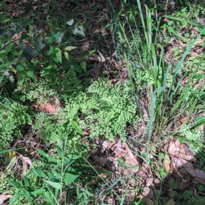 Adiantum aethiopicum (Common Maidenhair Fern) at Huskisson, NSW - 20 Jan 2024 by AniseStar