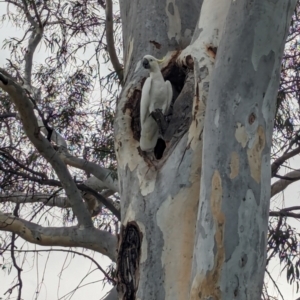 Cacatua galerita at Page, ACT - suppressed