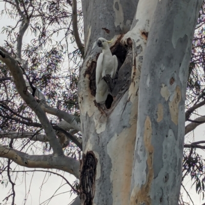 Cacatua galerita (Sulphur-crested Cockatoo) at Page, ACT - 20 Jan 2024 by CattleDog