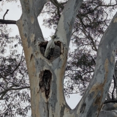 Cacatua galerita at Page, ACT - 20 Jan 2024