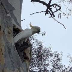 Cacatua galerita at Page, ACT - 20 Jan 2024