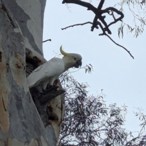 Cacatua galerita at Page, ACT - 20 Jan 2024