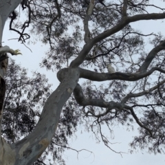 Cacatua galerita at Page, ACT - suppressed