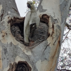 Cacatua galerita at Page, ACT - 20 Jan 2024