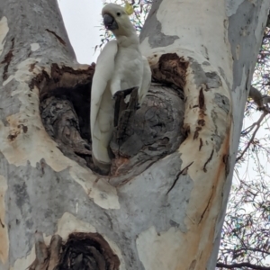 Cacatua galerita at Page, ACT - suppressed