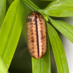 Unidentified Cockroach (Blattodea, several families) at Darlington, NSW - 20 Jan 2024 by Hejor1