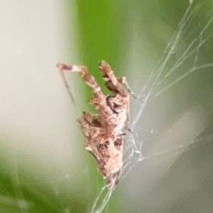 Philoponella congregabilis at Darlington, NSW - 20 Jan 2024 05:24 PM