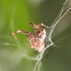 Philoponella congregabilis at Darlington, NSW - 20 Jan 2024 05:24 PM