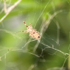 Philoponella congregabilis at Darlington, NSW - 20 Jan 2024 05:24 PM