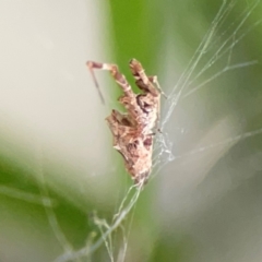 Philoponella congregabilis at Darlington, NSW - 20 Jan 2024 05:24 PM
