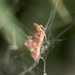 Philoponella congregabilis at Darlington, NSW - 20 Jan 2024 05:24 PM