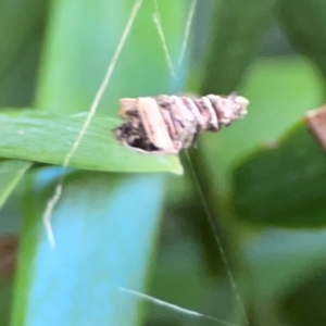 Psychidae (family) IMMATURE at Darlington, NSW - 20 Jan 2024