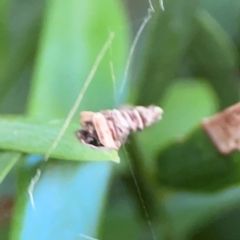 Psychidae (family) IMMATURE at Darlington, NSW - 20 Jan 2024