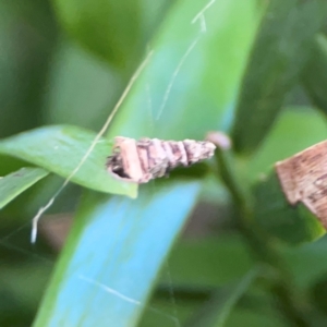 Psychidae (family) IMMATURE at Darlington, NSW - 20 Jan 2024