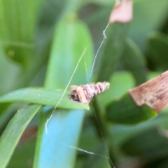 Psychidae (family) IMMATURE at Darlington, NSW - 20 Jan 2024