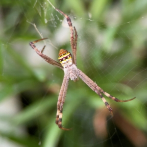 Argiope keyserlingi at Darlington, NSW - 20 Jan 2024 05:25 PM