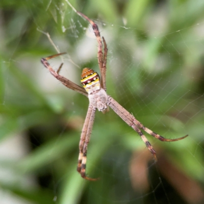 Unidentified Orb-weaving spider (several families) at Darlington, NSW - 20 Jan 2024 by Hejor1