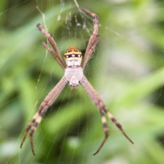 Argiope keyserlingi at Darlington, NSW - 20 Jan 2024 05:25 PM
