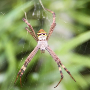 Argiope keyserlingi at Darlington, NSW - 20 Jan 2024 05:25 PM