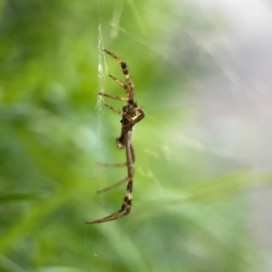 Argiope keyserlingi at Darlington, NSW - 20 Jan 2024 05:25 PM