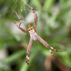 Argiope keyserlingi at Darlington, NSW - 20 Jan 2024 05:25 PM