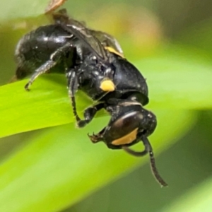 Hylaeus (Euprosopis) honestus at Darlington, NSW - 20 Jan 2024