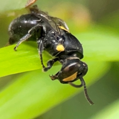 Hylaeus (Euprosopis) honestus (A hylaeine colletid bee) at Darlington, NSW - 20 Jan 2024 by Hejor1