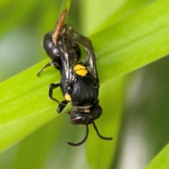 Hylaeus (Euprosopis) honestus at Darlington, NSW - 20 Jan 2024