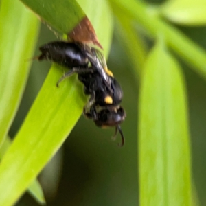 Hylaeus (Euprosopis) honestus at Darlington, NSW - 20 Jan 2024