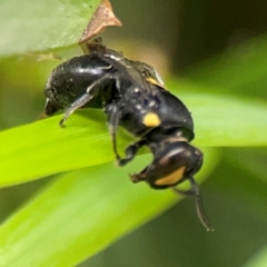 Hylaeus (Euprosopis) honestus at Darlington, NSW - 20 Jan 2024