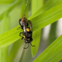 Hylaeus (Euprosopis) honestus at Darlington, NSW - 20 Jan 2024 05:28 PM