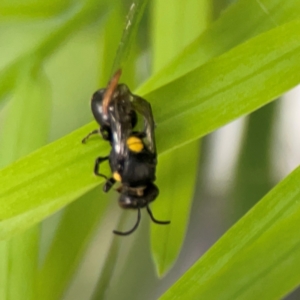 Hylaeus (Euprosopis) honestus at Darlington, NSW - 20 Jan 2024