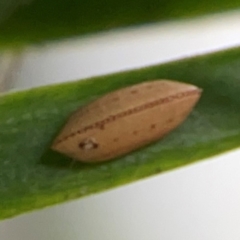 Unidentified Cockroach (Blattodea, several families) at Darlington, NSW - 20 Jan 2024 by Hejor1