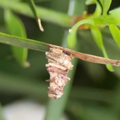 Lomera xanthochrysa at Darlington, NSW - 20 Jan 2024 05:33 PM