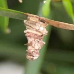 Lomera xanthochrysa at Darlington, NSW - 20 Jan 2024 05:33 PM