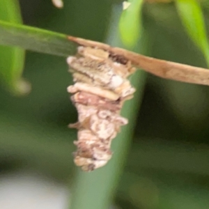 Lomera xanthochrysa at Darlington, NSW - 20 Jan 2024