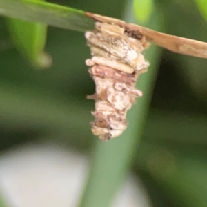 Lomera xanthochrysa at Darlington, NSW - 20 Jan 2024 05:33 PM