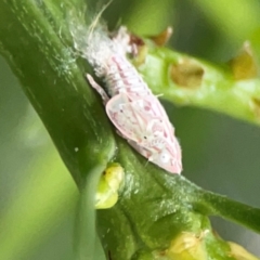 Unidentified Leafhopper or planthopper (Hemiptera, several families) at Darlington, NSW - 20 Jan 2024 by Hejor1