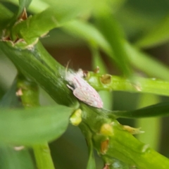 Flatidae (family) at Darlington, NSW - 20 Jan 2024 05:31 PM