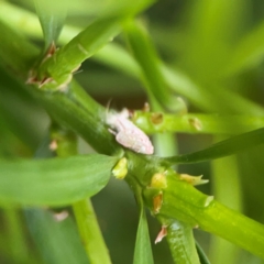 Flatidae (family) at Darlington, NSW - 20 Jan 2024 05:31 PM