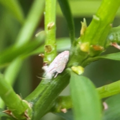 Flatidae (family) at Darlington, NSW - 20 Jan 2024 05:31 PM