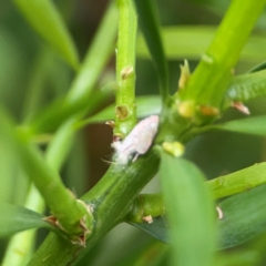 Flatidae (family) at Darlington, NSW - 20 Jan 2024 05:31 PM