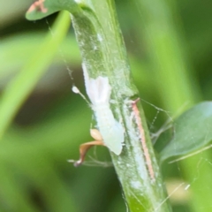 Unidentified Leafhopper or planthopper (Hemiptera, several families) at Darlington, NSW - 20 Jan 2024 by Hejor1