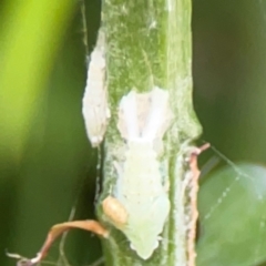Flatidae (family) at Darlington, NSW - 20 Jan 2024 05:34 PM