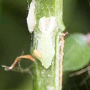 Flatidae (family) at Darlington, NSW - 20 Jan 2024 05:34 PM