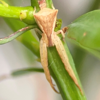 Sidymella trapezia (Trapezoid Crab Spider) at Darlington, NSW - 20 Jan 2024 by Hejor1